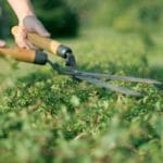 Comment tailler les haies envahissantes ? Comment tailler les haies envahissantes ?