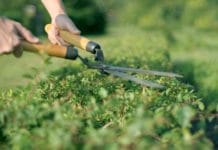 Comment tailler les haies envahissantes ? Comment tailler les haies envahissantes ?