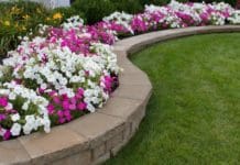 Quelles plantes d’été pour votre jardin ? quelles plantes été pour jardin