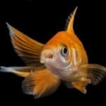 10 façons de vous assurer que votre poisson de compagnie est heureux et en bonne santé assurer poisson compagnie heureux bonne santé