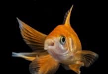 10 façons de vous assurer que votre poisson de compagnie est heureux et en bonne santé assurer poisson compagnie heureux bonne santé